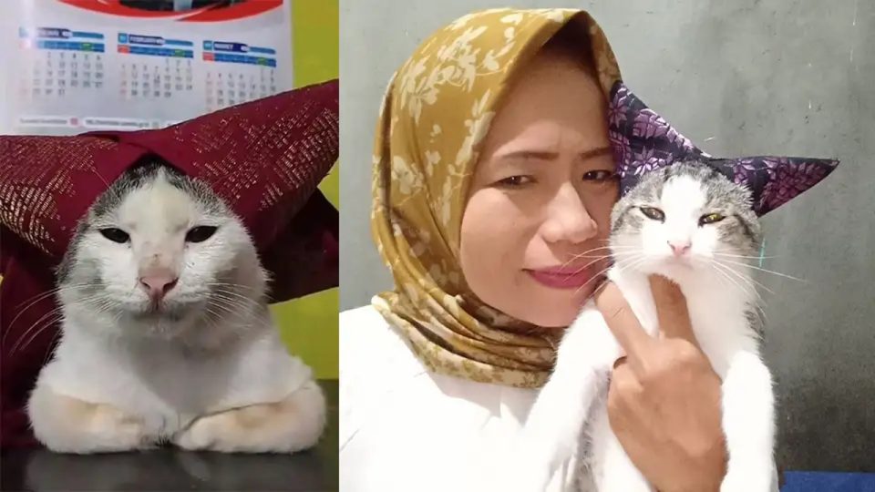 Bobo Si Kucing Meme Onde Mande Meninggal Dunia