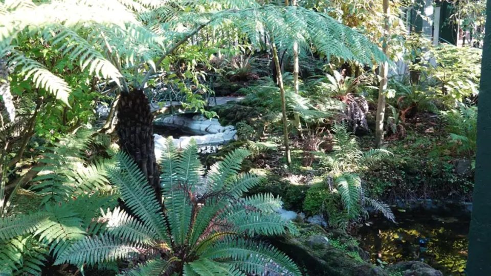 Taman Pakis Di Selandia Baru Ditutup Sementara Karena Ulah Tukang Boker Sembarangan Misterius