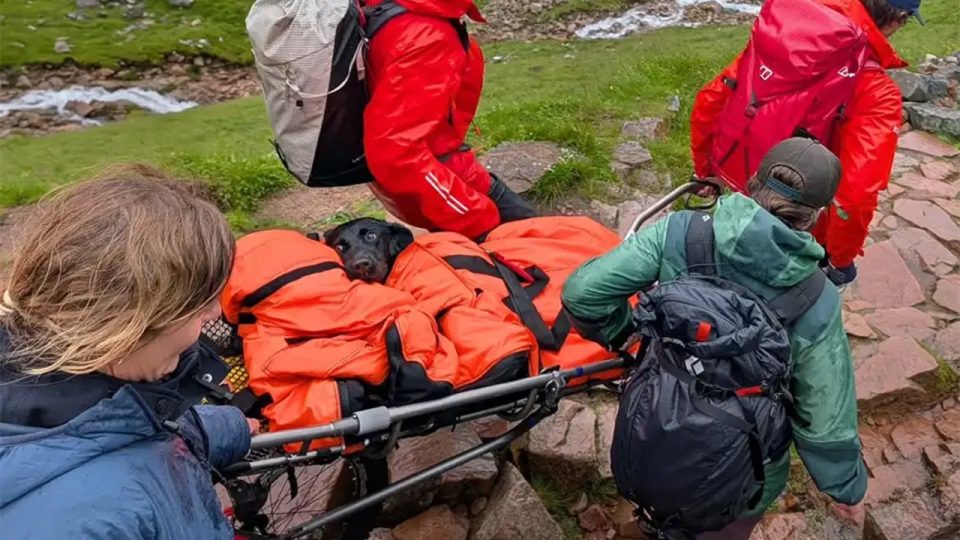 Anjing "Nge-fly" Saat Hiking Dievakuasi, Ternyata Mengonsumsi Ganja