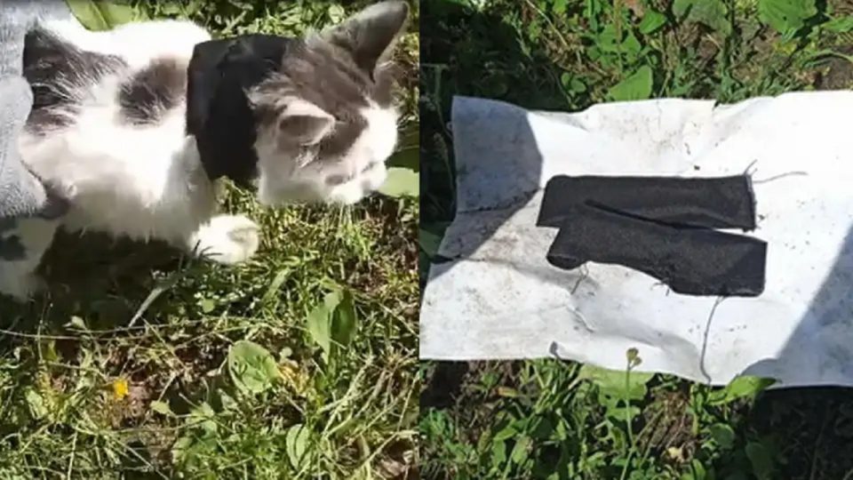 Kucing Kurir Narkoba Diamankan Saat Beraksi di IK-17 Nizhny Novgorod Rusia