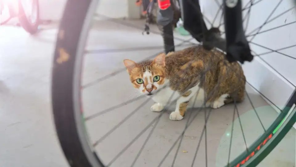 Singapura Mulai Denda Pemilik Kucing Yang Tidak Daftarkan Lisensi Kucingnya