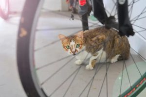 Singapura Mulai Denda Pemilik Kucing Yang Tidak Daftarkan Lisensi Kucingnya