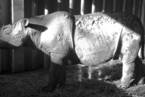 Badak Sumatra Terakhir di Malaysia Meninggal Setelah Berjuang Melawan Kanker