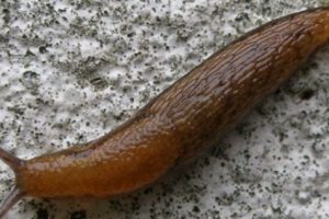 Seekor Siput Menyebabkan Puluhan Kereta di Jepang Berhenti Beroperasi