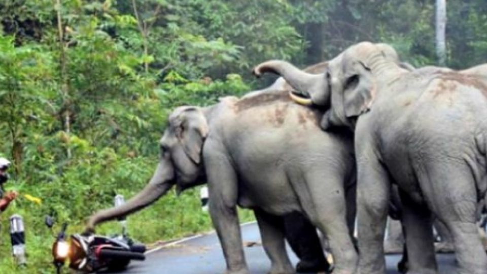 Gara-Gara Suara Knalpot Motor, Kawanan Gajah Serbu Pengendara Motor