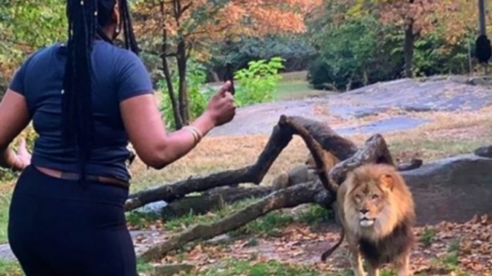 Kepolisian New York Buru Wanita yang Menerobos Pagar Pelindung dan Menantang Seekor SInga di Kebun Binatang