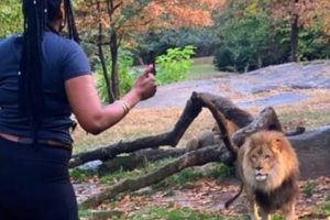 Kepolisian New York Buru Wanita yang Menerobos Pagar Pelindung dan Menantang Seekor SInga di Kebun Binatang