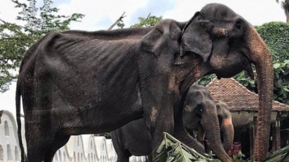 Kondisi Gajah yang Menyedihkan Akibat Dipaksa Bekerja di Festival di Sri Lanka Selama Bertahun-tahun