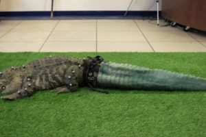 Tak Punya Ekor, Alligator Ini Dibuatkan Ekor Buatan Dengan Teknik Printer 3D