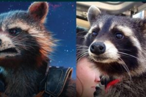 Rakun Yang Menjadi Model Nyata Untuk Karakter Rocket Raccoon Telah Meninggal