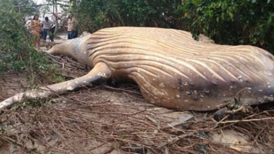 Bangkai Paus Bungkuk Ditemukan Di Belantara Hutan Amazon