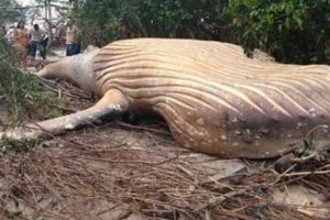 Bangkai Paus Bungkuk Ditemukan Di Belantara Hutan Amazon