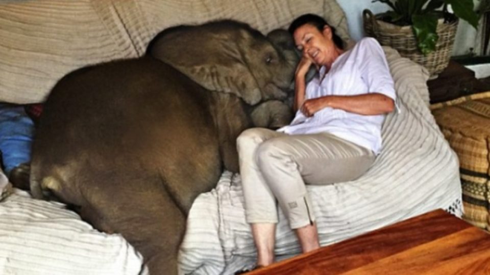 Seekor Bayi Gajah Bertingkah Seperti Hewan Peliharaan Rumahan Setelah Diselamatkan dari Maut