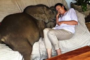 Seekor Bayi Gajah Bertingkah Seperti Hewan Peliharaan Rumahan Setelah Diselamatkan dari Maut