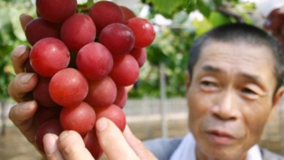 Buah Anggur Termahal di Dunia, Seikat Rp 155 Juta