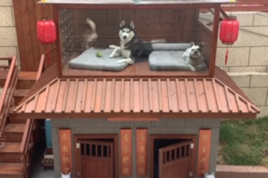 Seorang Pria China Bangun Rumah Mewah Dengan Berbagai Fasilitas Untuk Anjing-anjing Peliharaannya
