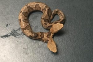 Ular Berkepala Dua yang Langka Ditemukan di Virginia, Amerika Serikat