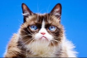Grumpy Cat, Kucing Ikonik yang Jadi Sensasi Internet, Mati di Usia 7 Tahun