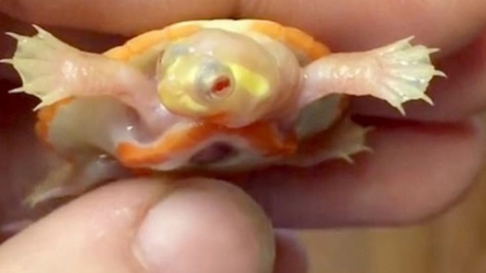 Seekor Bayi Penyu Albino dengan Jantung di Luar Tubuhnya Mampu Bertahan Hidup & Menginspirasi Banyak Orang