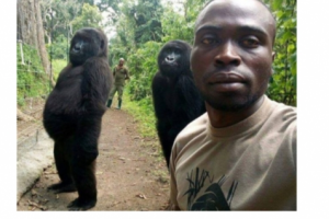 Viral Dua Gorila yang Berpose Selifie Dengan Penjaga Hutan
