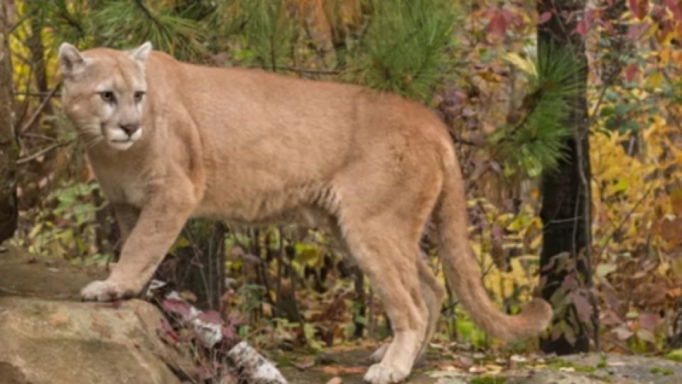 Seorang Pria Membunuh Seekor Cougar yang Menyerangnya di Amerika Serikat