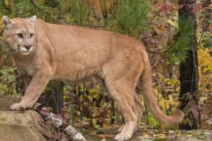 Seorang Pria Membunuh Seekor Cougar yang Menyerangnya di Amerika Serikat