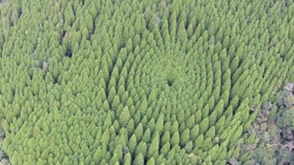Bukan UFO atau Alien, Lingkaran Ini Hasil Eksperimen Selama Hampir 50 Tahun di Jepang