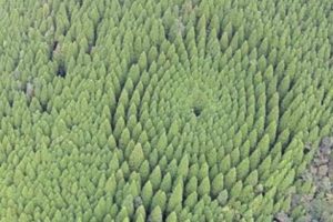 Bukan UFO atau Alien, Lingkaran Ini Hasil Eksperimen Selama Hampir 50 Tahun di Jepang