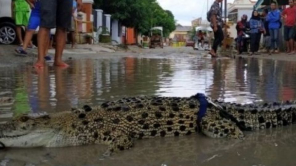 Walikota Gorontalo Akan Laporkan Warga yang Lepas Buaya di Jalan Rusak ke BKSDA