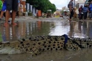Walikota Gorontalo Akan Laporkan Warga yang Lepas Buaya di Jalan Rusak ke BKSDA