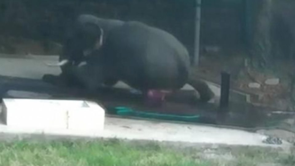 Video Pria Tewas Tertindih Gajah yang Tengah Ia Mandikan