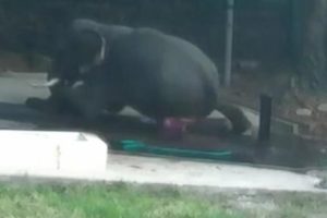 Video Pria Tewas Tertindih Gajah yang Tengah Ia Mandikan