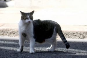 Heboh Video Pria Makan Kucing Hidup-Hidup di Kemayoran, Polisi Kerahkan Personel Buru Pria Tersebut