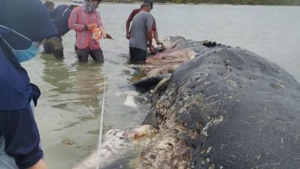 Bangkai Seekor Paus Sperma Dengan Perut Berisi Sampah Plastik Ditemukan Terdampar di Sulawesi