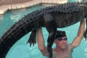 Pria Florida Bergulat dengan Aligator di Sebuah Kolam Renang dan Menang