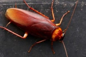 Ilmuwan: Kecoak Kini Lebih Kebal Terhadap Pestisida