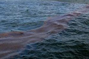 3 Alat Canggih ini Mampu Membantu Membersihkan Sampah di Lautan!