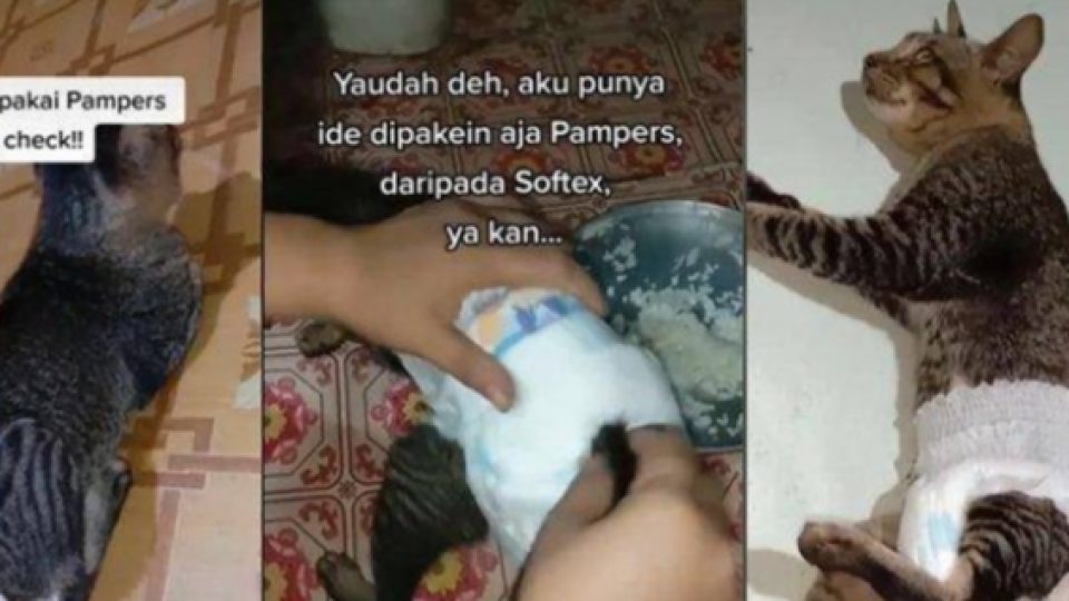 Viral Kucing Pakai Pampers di Video TikTok Bikin Geli Netizen