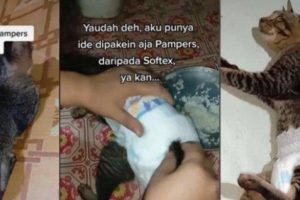 Viral Kucing Pakai Pampers di Video TikTok Bikin Geli Netizen