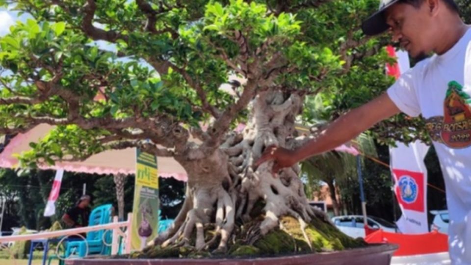 Bonsai Setengah Miliar di Ponorogo, DItawar Kolektor Tapi Tidak DIlepas Pemiliknya