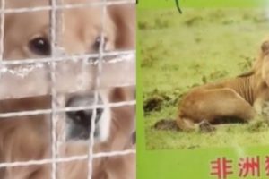 Viral Kebun Binatang di China Menaruh Golden Retriver di Kandang Berlabel 'Singa Afrika'