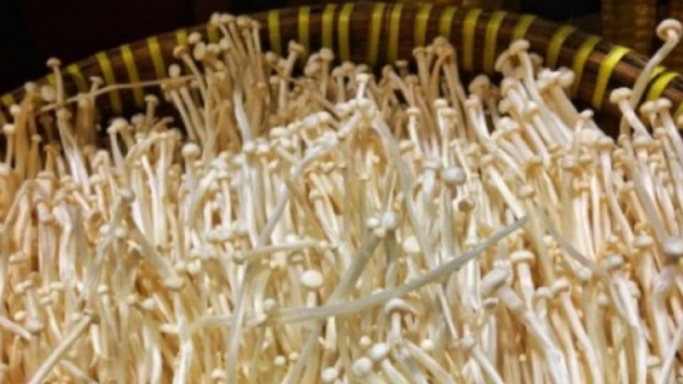 Mengandung Bakteri Penyebab Listeria, Pemerintah Indonesia Musnahkan Jamur Enoki di Dalam Negeri