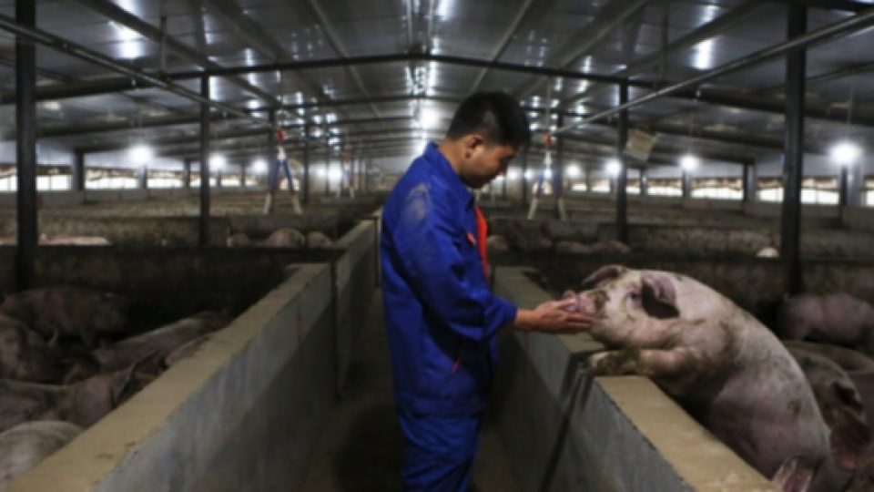 Virus Baru G4 Ditemukan di China, yang Disebut Peneliti 'Berpotensi Pandemi'