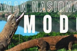 Menparekraf Putuskan Bahwa Kenaikan Harga Tiket Pulau Komodo Menjadi Rp3,75 Juta Dibatalkan