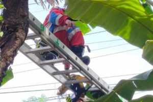 Tidur Pulas di Atas Pohon Usai Nge-Fly Karena Sabu, Nelayan Muda di Tambora Dievakuasi Damkar