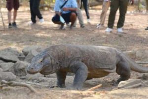 Beredar Isu Harga Tiket Masuk Taman Nasional Komodo Tembus Rp 3,7 Juta, Ini Penjelasan KLHK