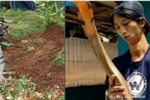 Eks Asisten Panji Petualang Tewas Usai Digigit King Cobra Saat Nobar Piala Dunia