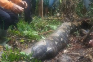 Sebuah Desa di Jambi Geger Usai Temukan Ular Piton yang Memangsa Wanita Penyadap Karet