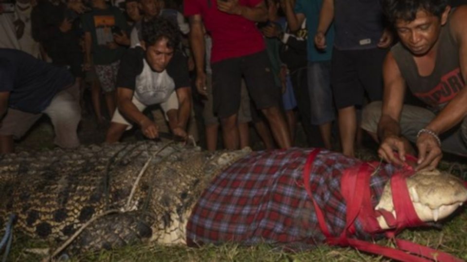 Buaya Berkalung Ban yang Jadi Legenda Urban di Palu Akhirnya Tertangkap