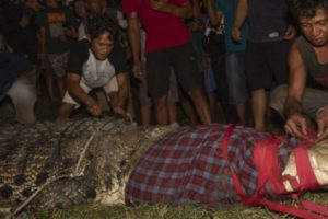 Buaya Berkalung Ban yang Jadi Legenda Urban di Palu Akhirnya Tertangkap